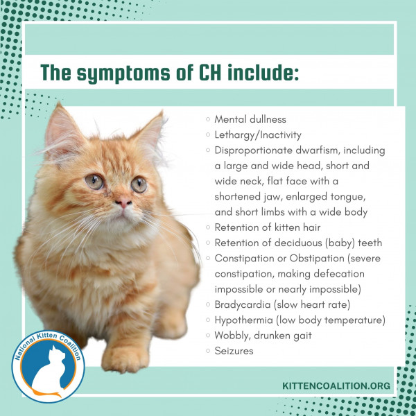 Diagnosing And Treating Kittens With Congenital Hypothyroidism Photo Inspiration