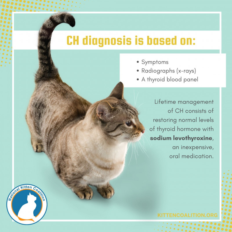 Diagnosing and Treating Kittens with Congenital Hypothyroidism