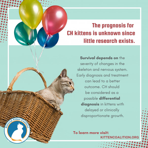 Diagnosing and Treating Kittens with Congenital Hypothyroidism
