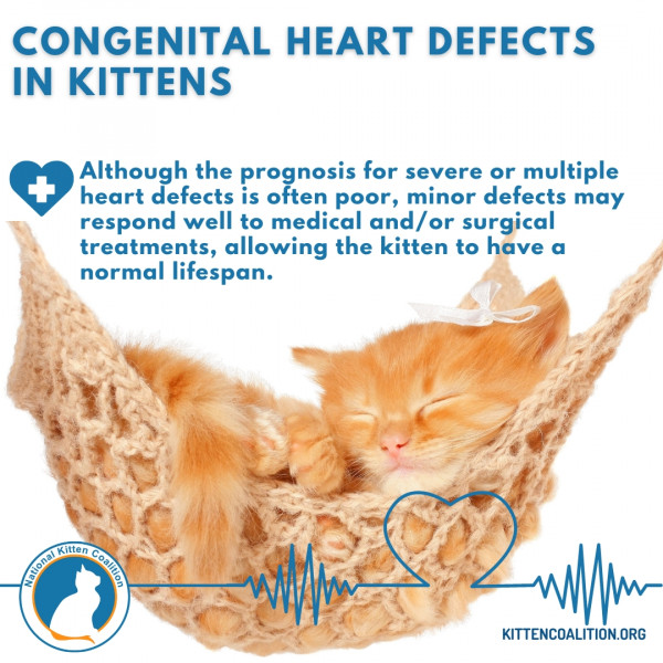 Congenital Heart Defects in Kittens - National Kitten Coalition