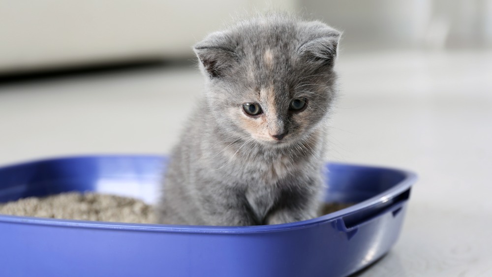 Dilute tortoiseshell kitten sitting in a blue litter box