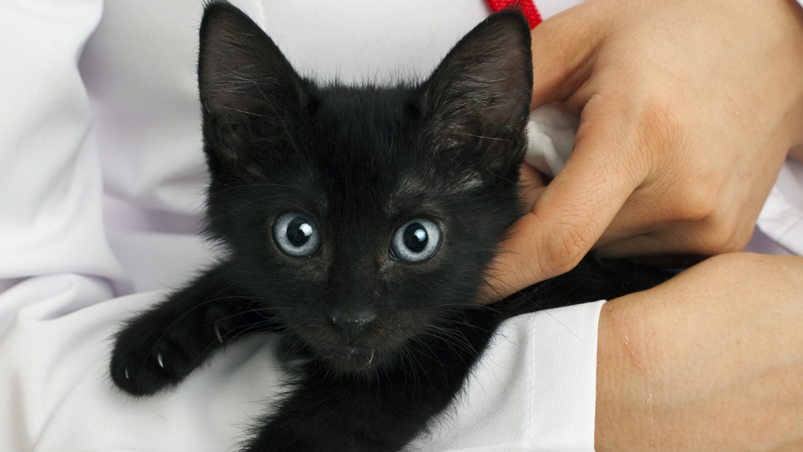 Black kitten held by veterinarian