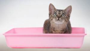 gray tabby kitten in pink litter box