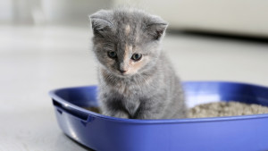 Tortie kitten in litter box
