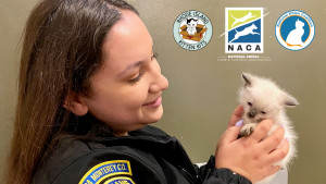 Animal Care Officer holding young kitten