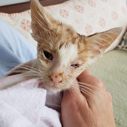Headshot of sick orange and white kitten with infected eyes