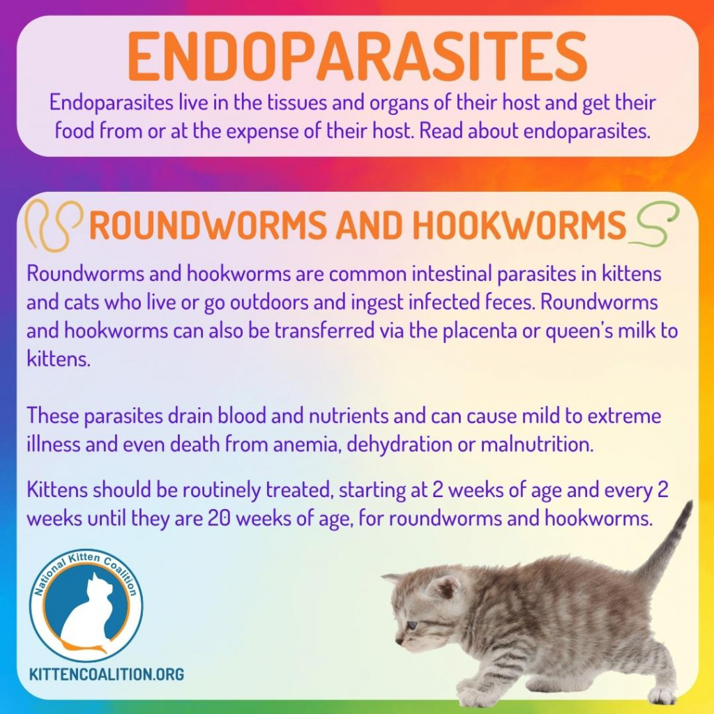 Endoparasites 1 National Kitten Coalition