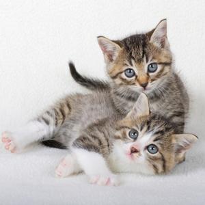 two gray tabby kittens