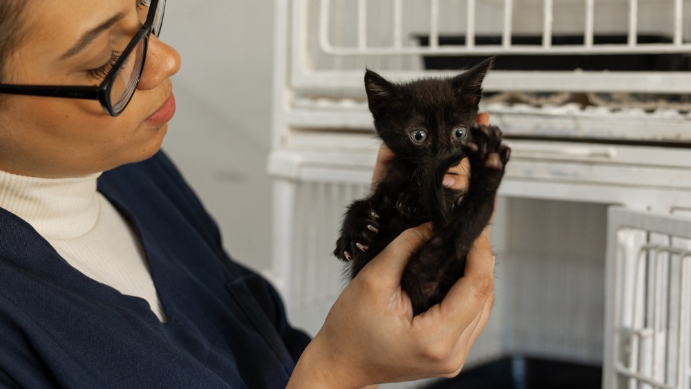 woman holding up a young black kitten