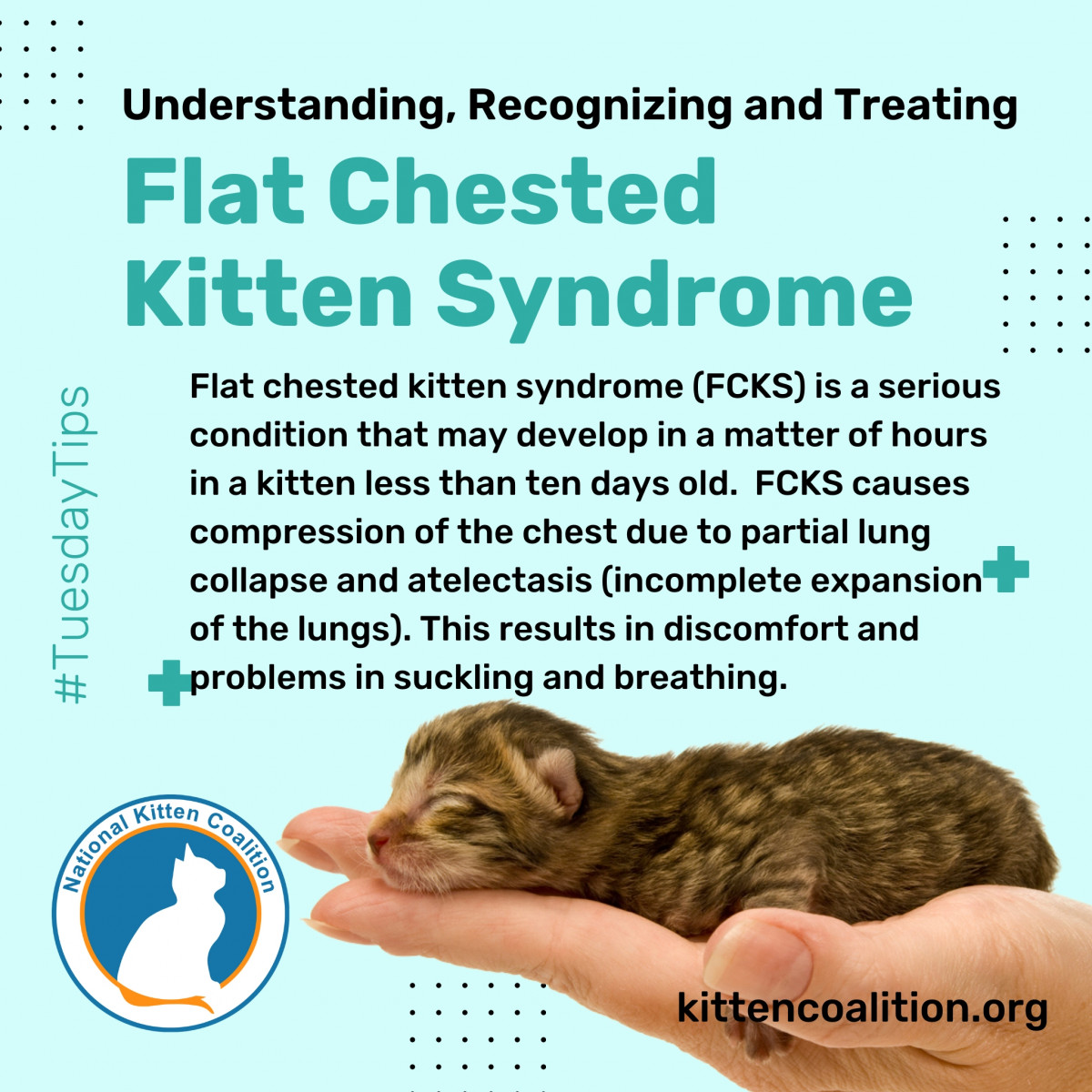 Understanding, Recognizing and Treating Flat Chested Kitten Syndrome National Kitten Coalition