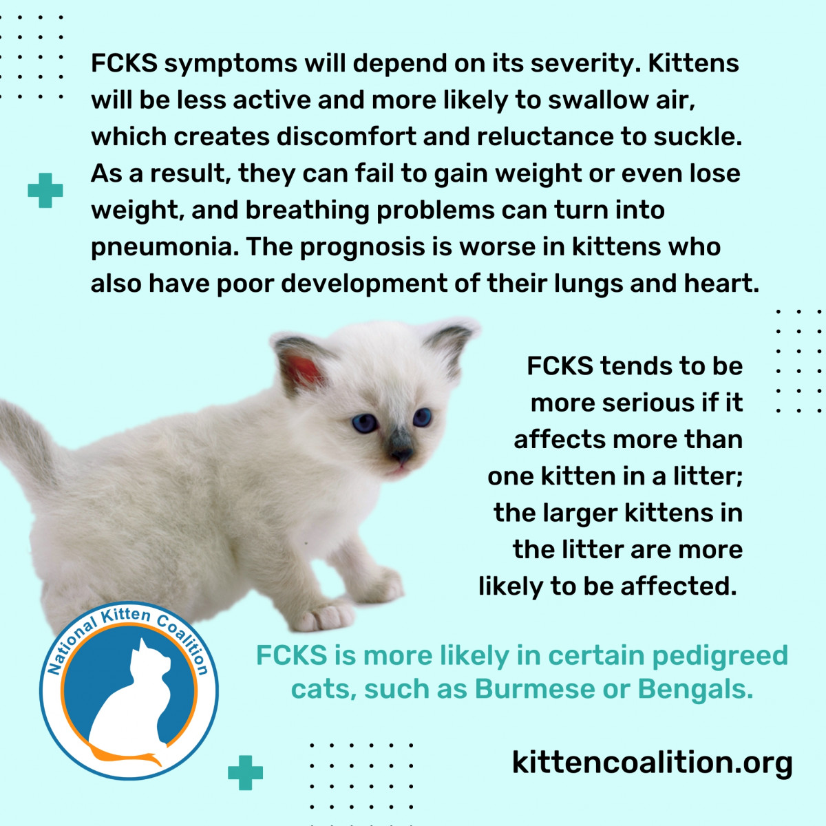Understanding, Recognizing and Treating Flat Chested Kitten Syndrome