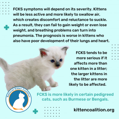 Understanding, Recognizing and Treating Flat Chested Kitten Syndrome