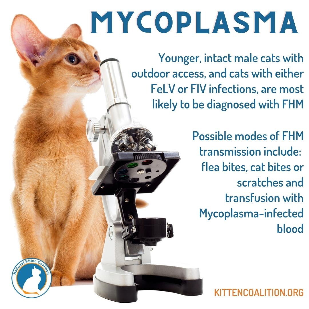 Hemotropic Mycoplasma information with photo of cat with microscope