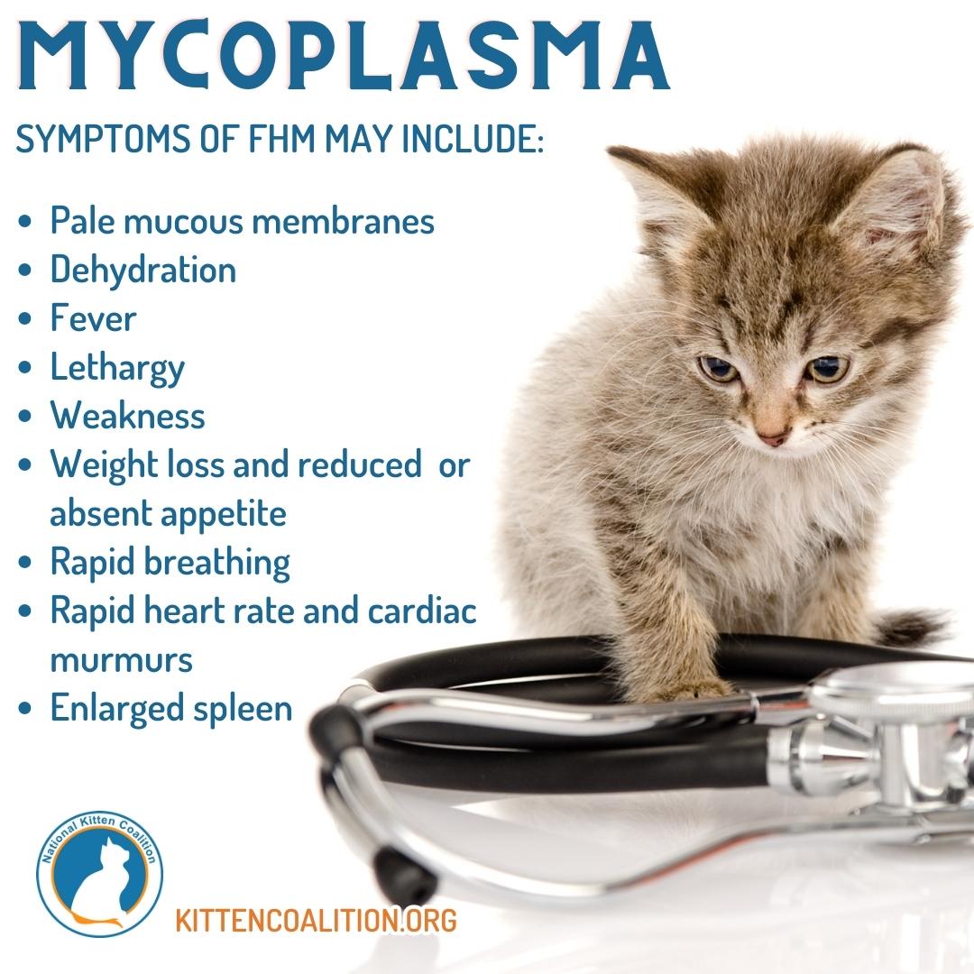 Hemotropic Mycoplasma information with photo of kitten with stethoscope