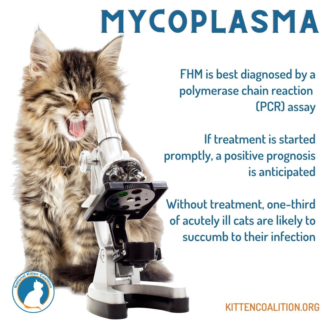 Hemotropic Mycoplasma-information with photo of cat looking through microscope