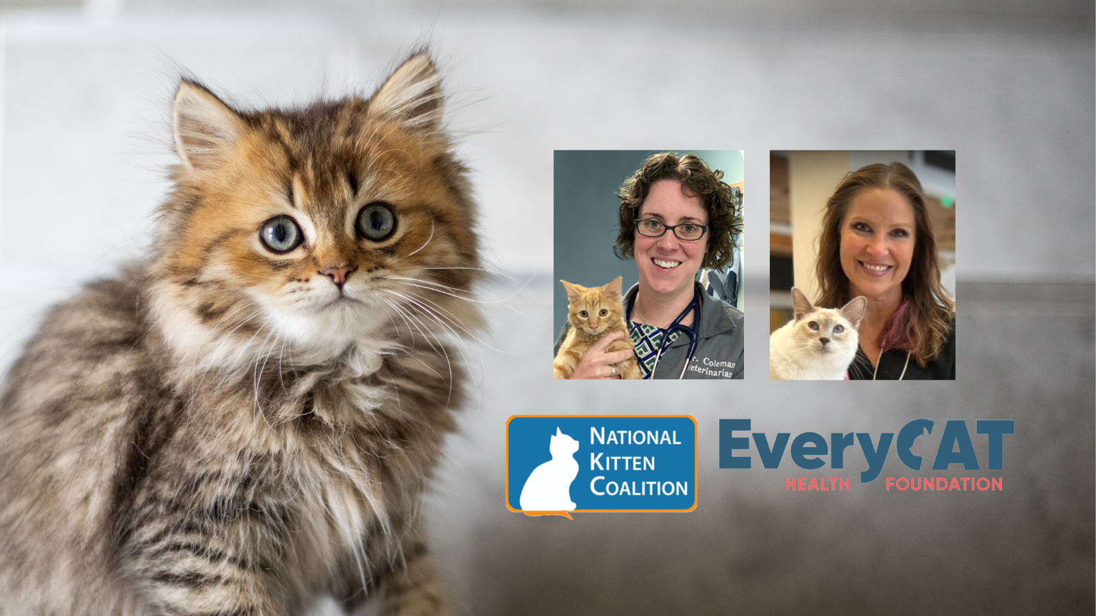 Photo of long haired tabby kitten sitting and looking at camera with small photos of webinar speakers and NKC and EveryCat Foundation logos
