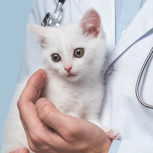 veterinarian holding white kitten