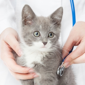 gray tabby kitten with veterinarian