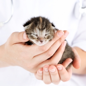 veterianrian's hands holding a tabby neonatal kitten