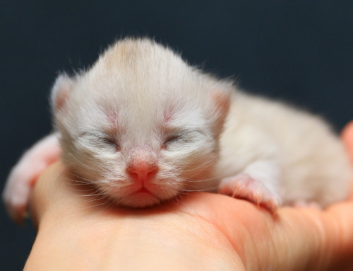 Understanding, Recognizing and Treating Flat Chested Kitten Syndrome
