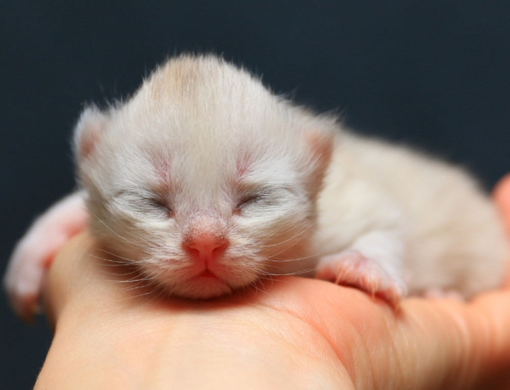 Pectus Excavatum in Kittens - National Kitten Coalition