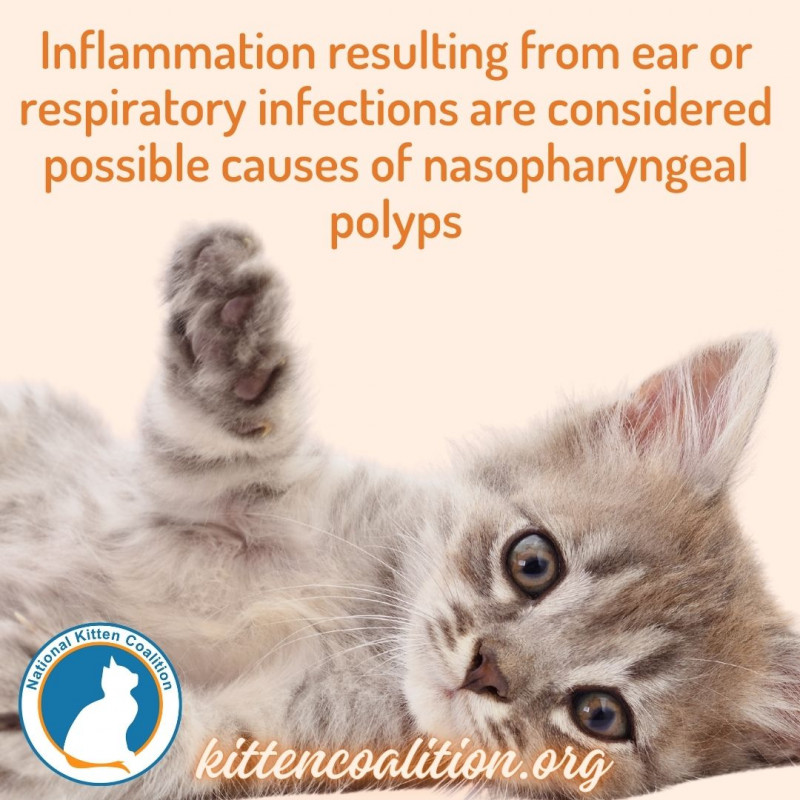 Nasopharyngeal Polyps in Kittens and Cats - National Kitten Coalition