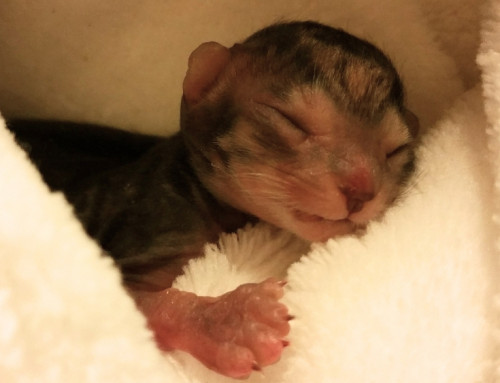 Preemies: Helping Kittens Born Early