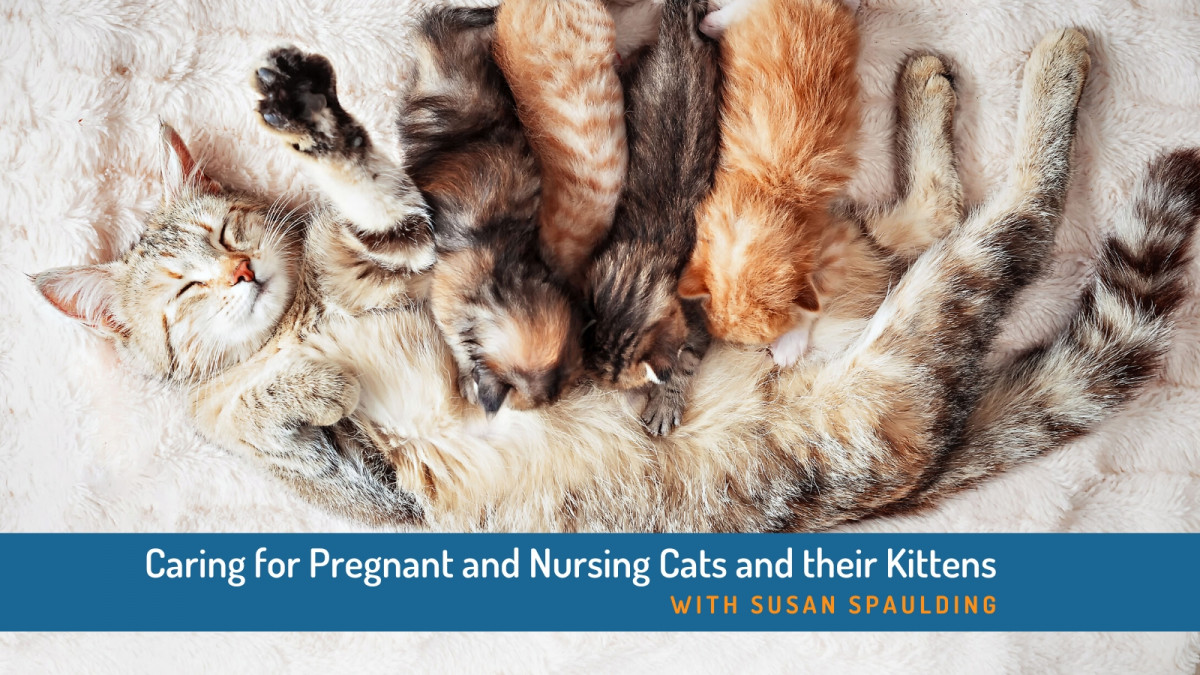Pregnancy and Birth Caring for Pregnant and Nursing Cats and their