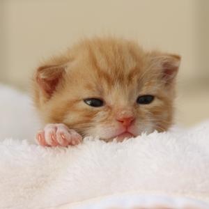 orange neonatal kitten