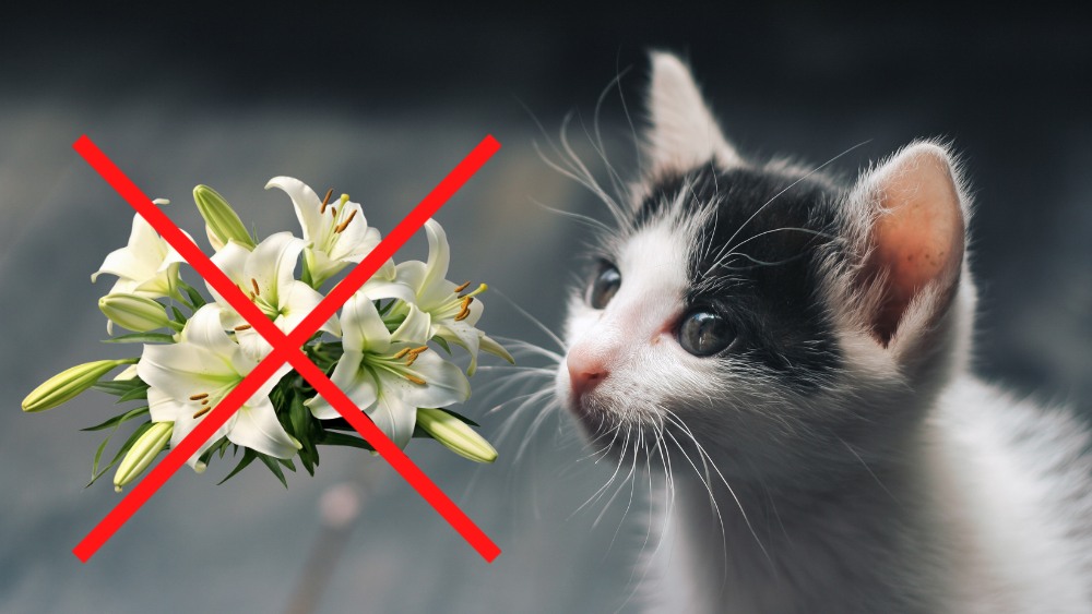 gray and white cat looking at Easter lilies which have a large red X over them