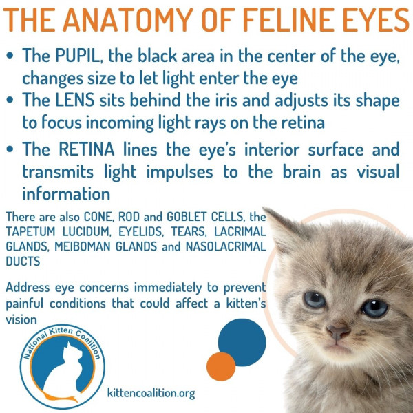 Kitten Vision: More Than Meets the Eye - National Kitten Coalition