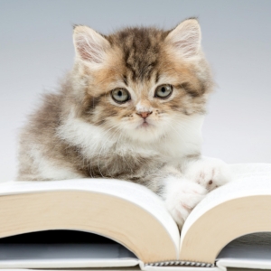 tabby kitten lying on open book