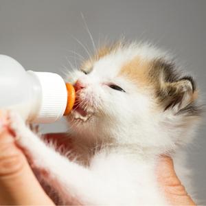 calico kitten nursing from bottle