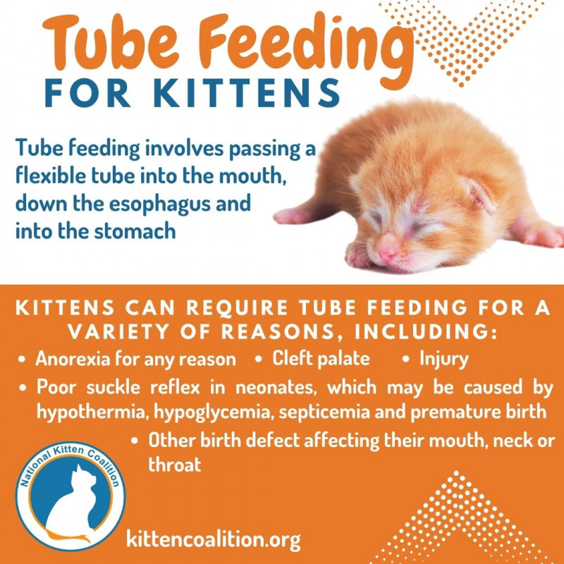 Tube Feeding for Kittens National Kitten Coalition