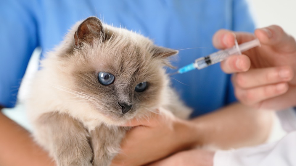 closeup image of a Himalayan kitten being vaccinated
